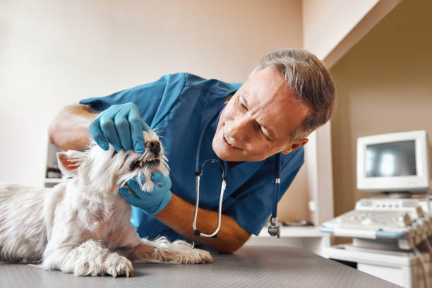 Best Emergency Root Canal Treatment in Highland, AR